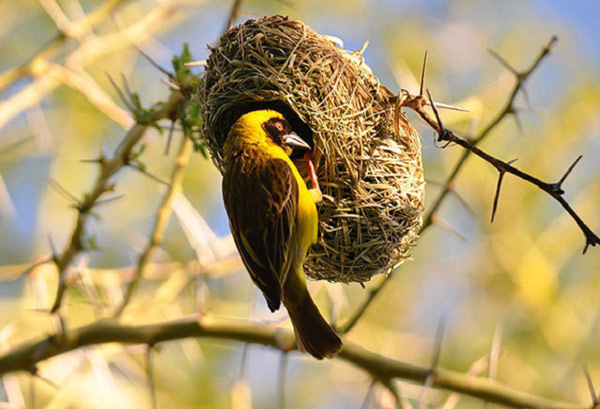 Để thu hút bạn tình, chim thợ dệt mình vàng thường xây từ 3 đến 5 chiếc tổ trong mùa ghép đôi. Mỗi tổ cần tới 15 tiếng để xây xong. (Ảnh: Shutterstock/Karel Gallas.)